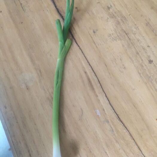 临漳县硬蒜苗 40cm以下