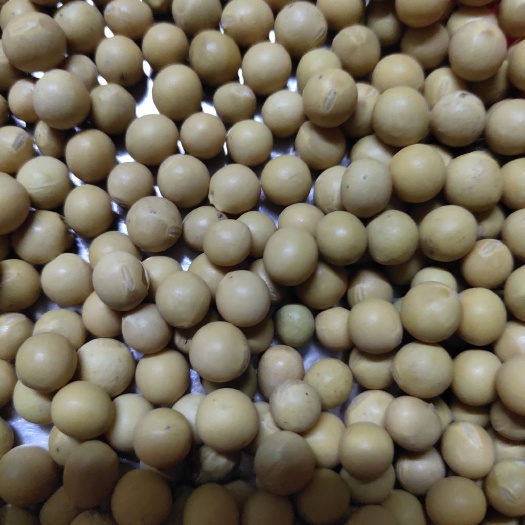 濮阳县专做腐竹大豆。豆浆豆虽市场价格变化