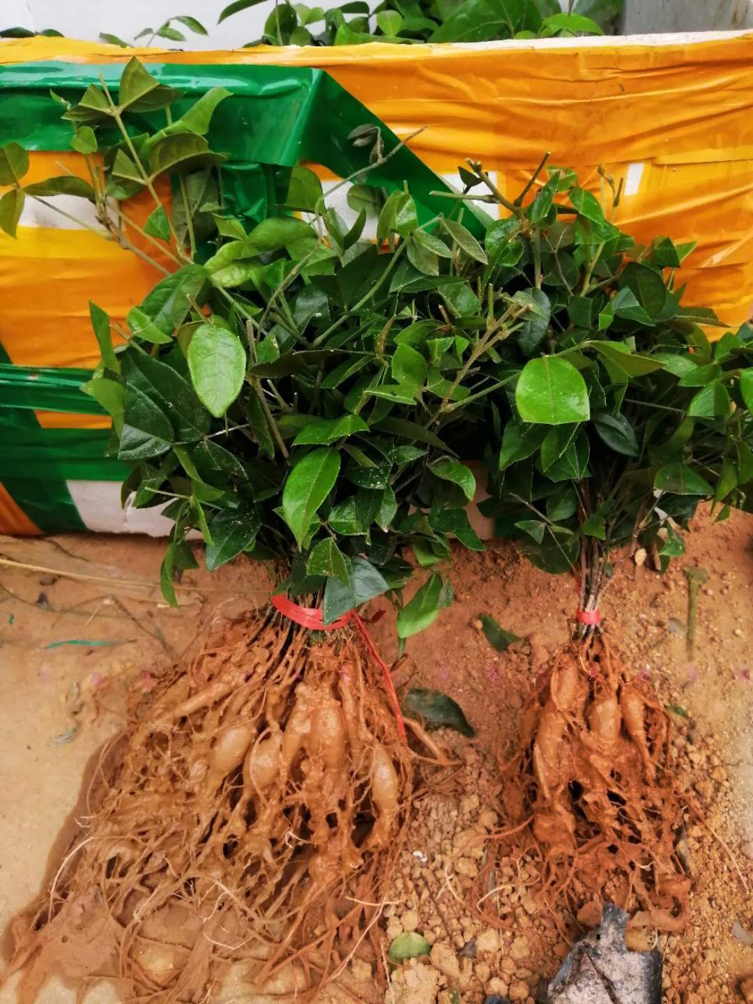 牛大力苗  包邮精品【广西灵山牛大力   】种子苗/直销