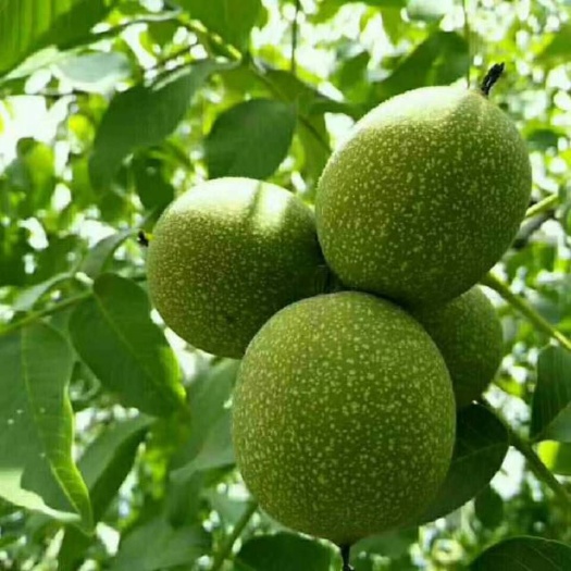 镇原县 百年老树核桃