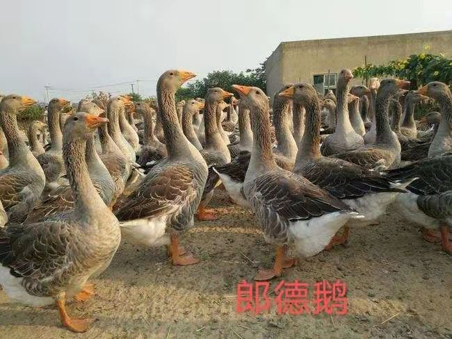 南宁 鹅苗，朗德鹅苗，诚信经营专注品质