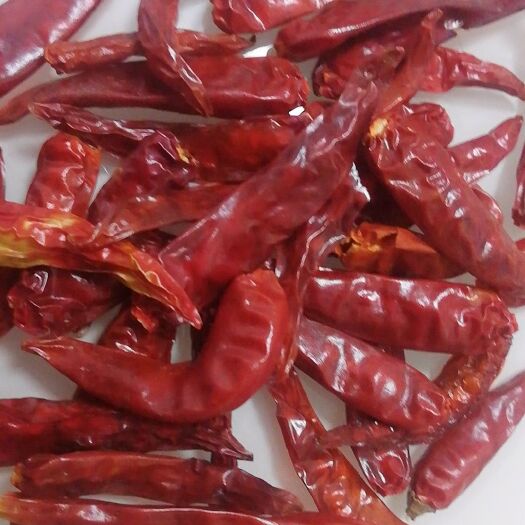 宜良县干线椒 艳红，高辣，脱帽