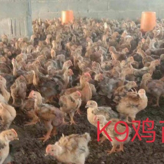南宁 K9鸡苗
