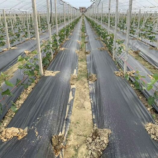 临沭县 防草布