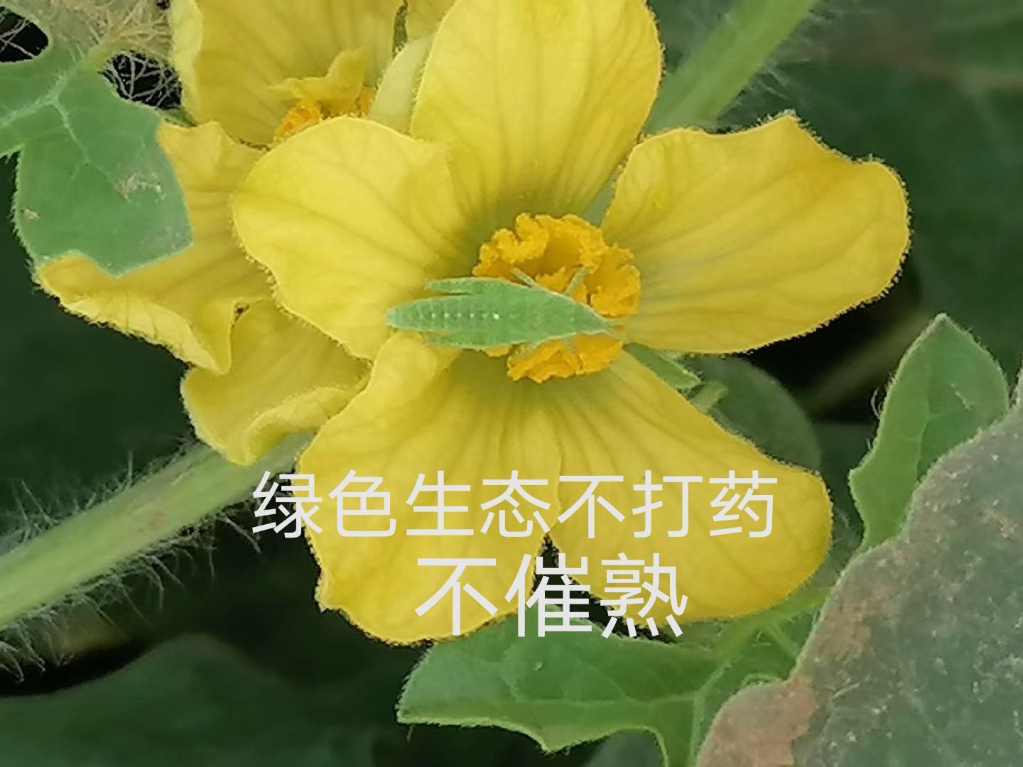  早春红玉2k西瓜水果新鲜现摘现发包邮