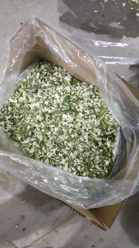 原阳县冻干槐花  速冻鲜槐花