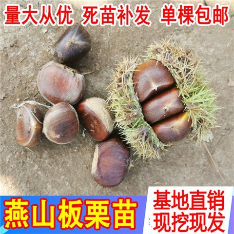 平邑县 燕山早丰板栗苗 当年结果苗品种纯正优质 地里现挖现卖量大优