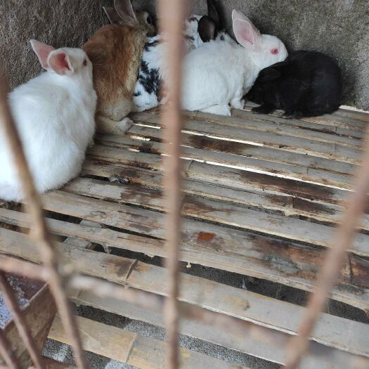 蒙阴县肉兔 农户肉食兔