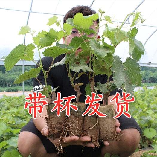 惠安县 葡萄苗带土带叶庭院抗寒爬藤南方北方种植新品种葡萄树