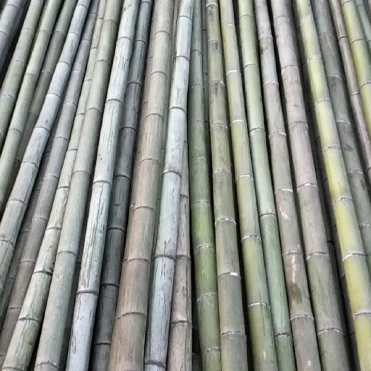 桃源县毛竹