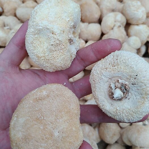 古田县古田猴头菇大量批发各种规格大小需要来约干猴头菇