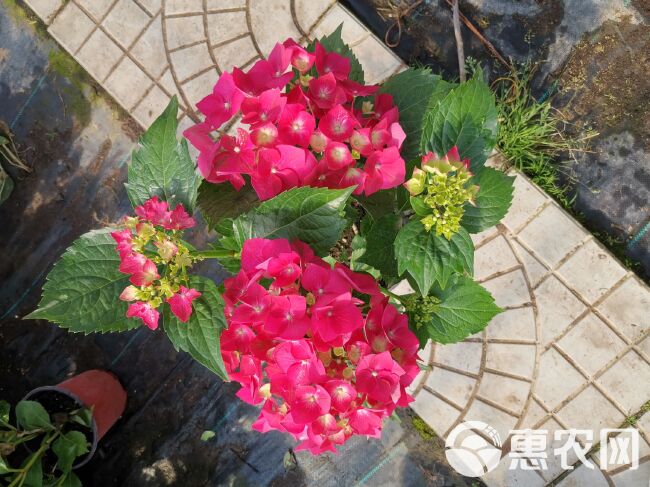 无尽夏绣球  优质绣球季节性供应基地直供