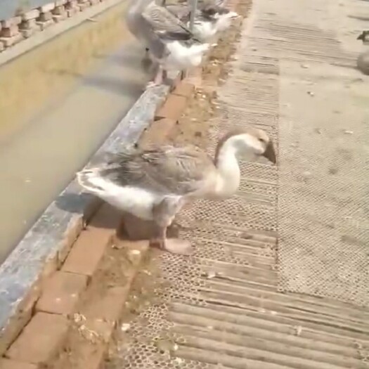 嘉祥县 广东汕头纯种狮头鹅