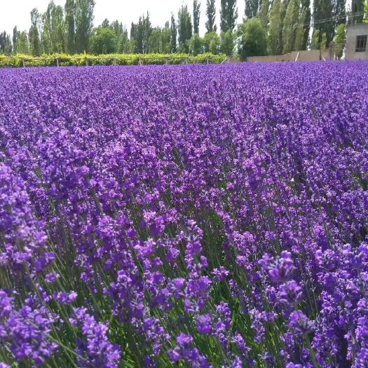 沭阳县 薰衣草种子批发 薰衣草种子价格产地直销
