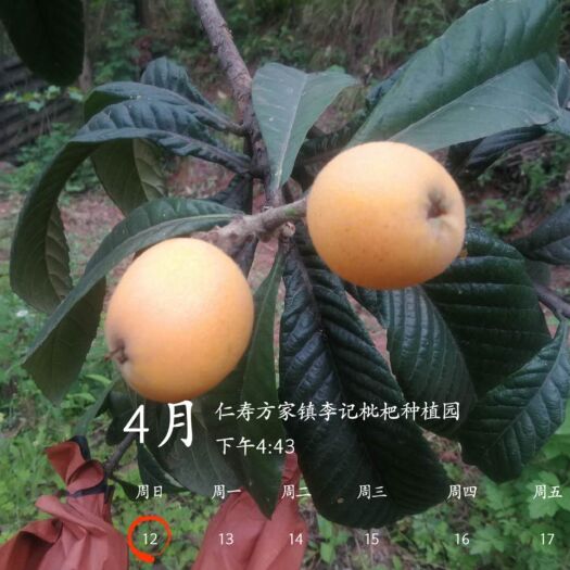 仁寿县 【大五星枇杷产地直供】 枇杷熟了，现在开始大量供货了。