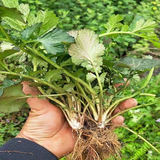 通江县仙鹤草苗   现挖现发货  包邮