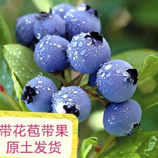 平邑县南高丛蓝莓苗  蓝莓苗特大果蓝莓南方北方盆栽地栽种植原土带花