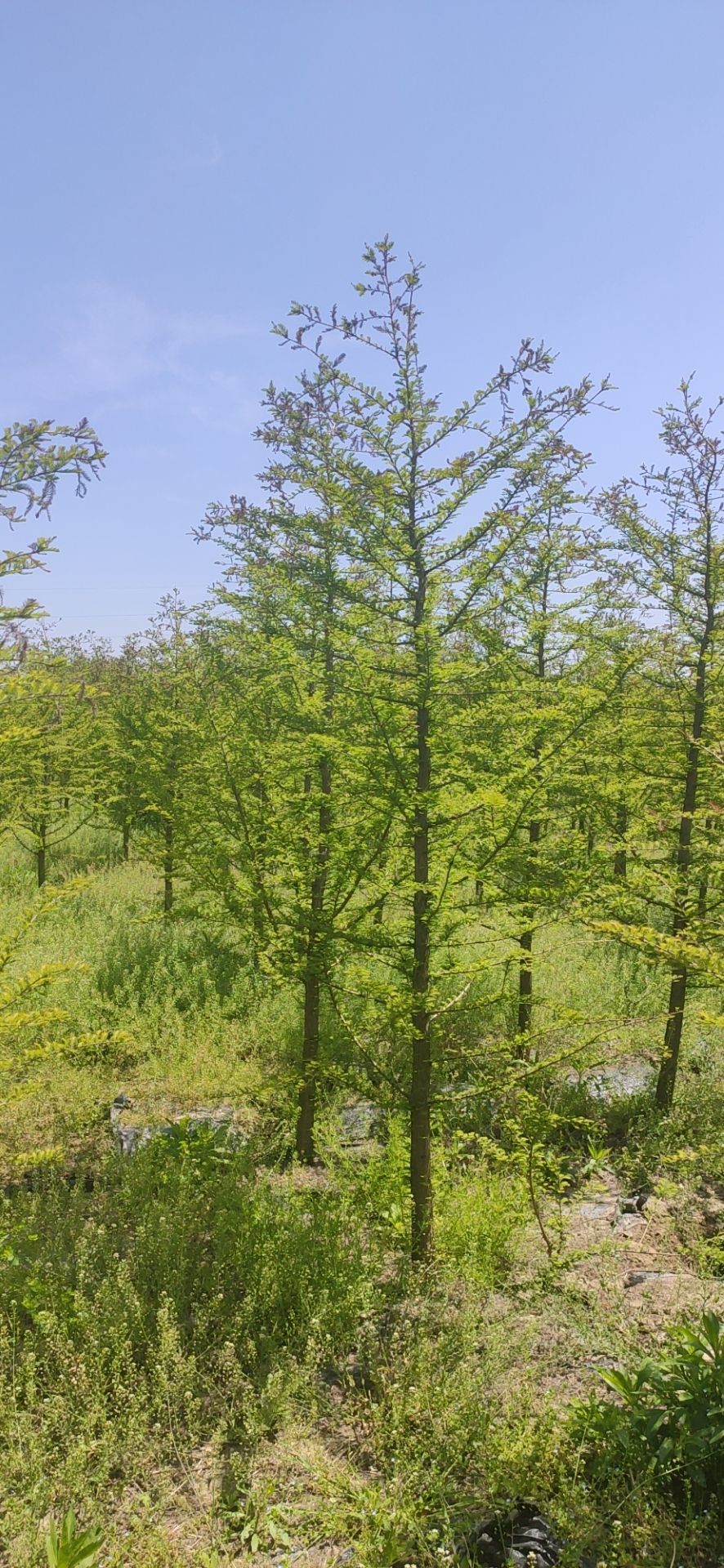 水杉中山杉落羽杉池杉哪里有