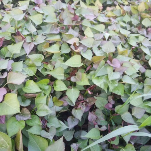 夏津县西瓜红红薯苗 西瓜红
