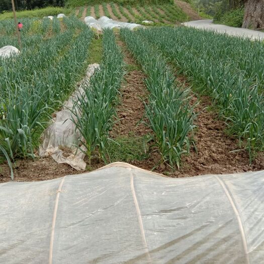利川市 白皮大蒜。全生态无机食品。