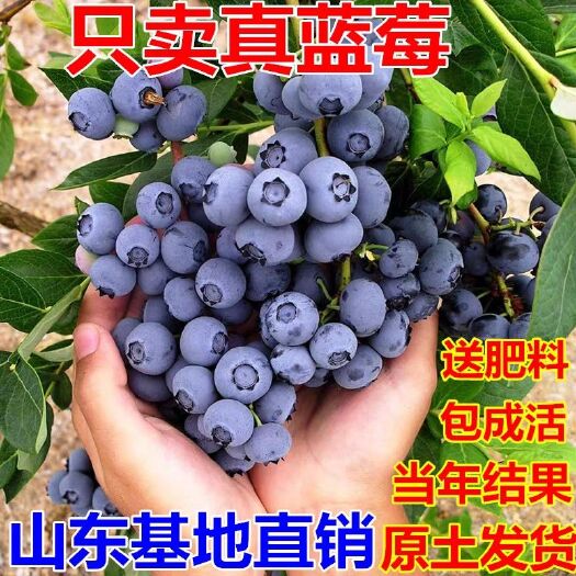 平邑县蓝丰蓝莓苗 带原土发货品种齐全 南北适宜 成活率高 产量高