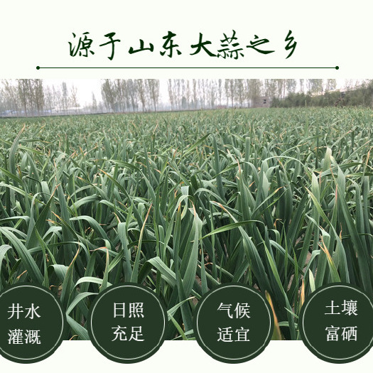 金乡县 金乡优质蒜苔