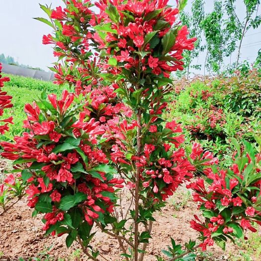青州市锦带花 红王子锦带，基地直销，锦带，常年销售各种绿化苗木。