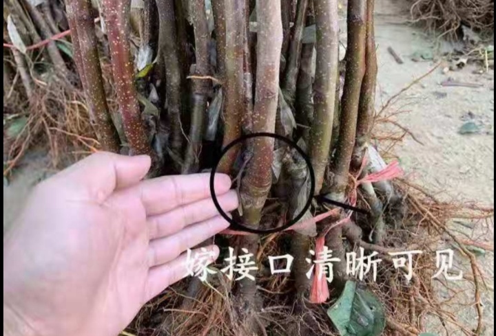 长春123苹果树苗 123树苗2米高