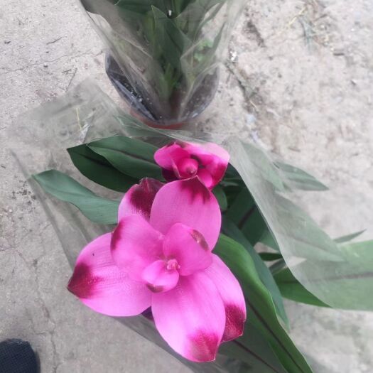 青州市荷花盆栽 优质姜荷花供应