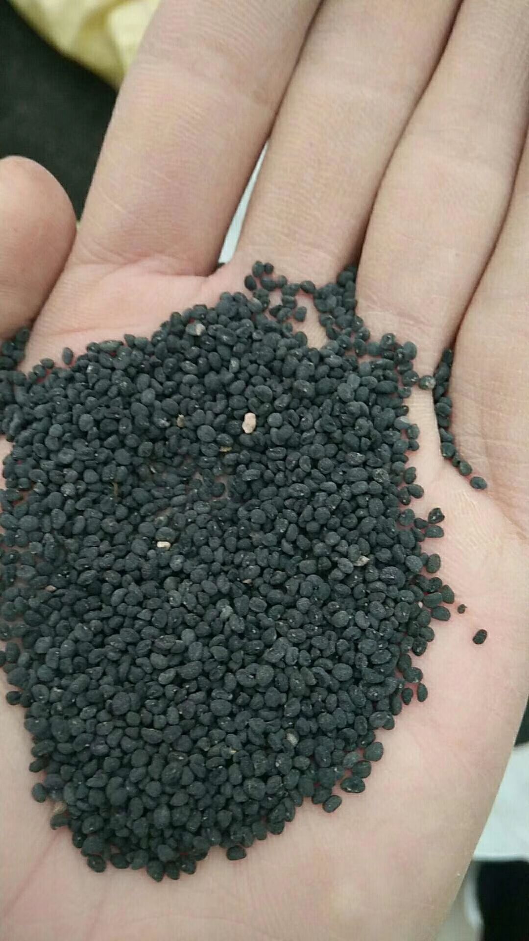 黄芩种子  精品黄芩籽过风过筛  芽率高  杂志少