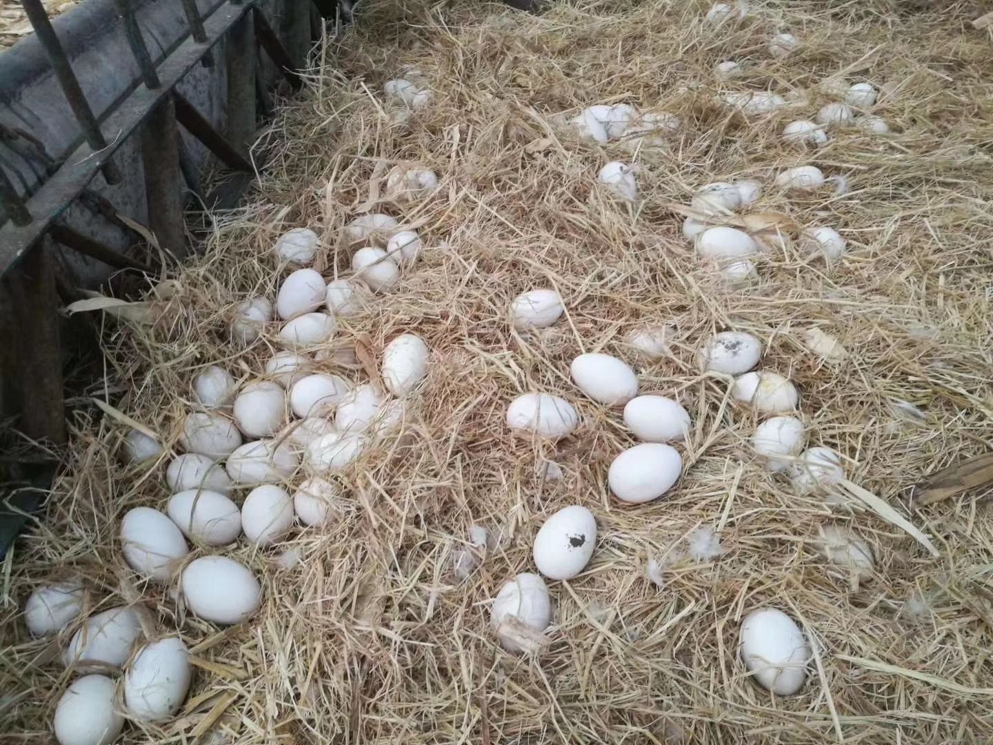  纯绿色鹅蛋
