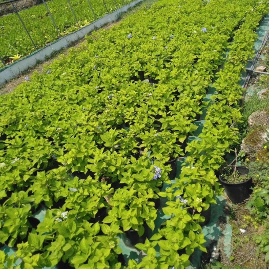 安顺粉色佳人  贵州绣球花示范基地出货  品种齐全