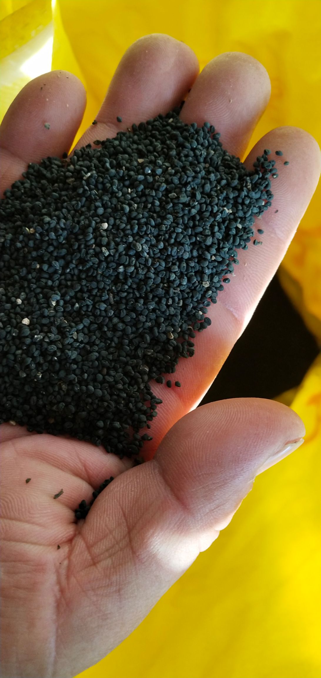 黄芩种子  精品黄芩籽过风过筛  芽率高  杂志少