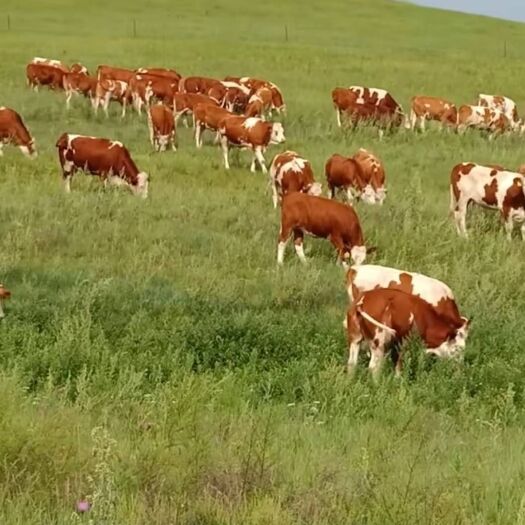 科左中旗 内蒙古草原放养良种肉牛包成活
