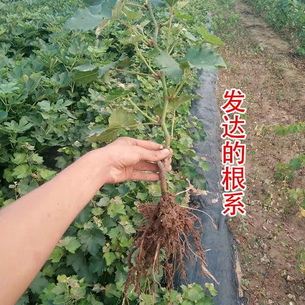  红提葡萄苗巨峰夏黑蓝宝石玫瑰香阳光玫瑰品种齐全量大优惠