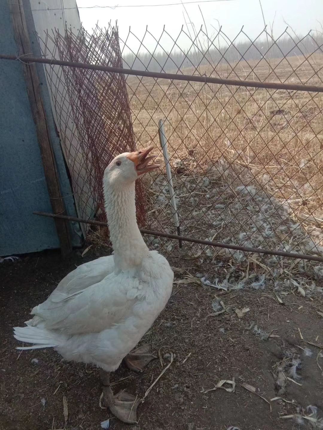  纯绿色鹅蛋