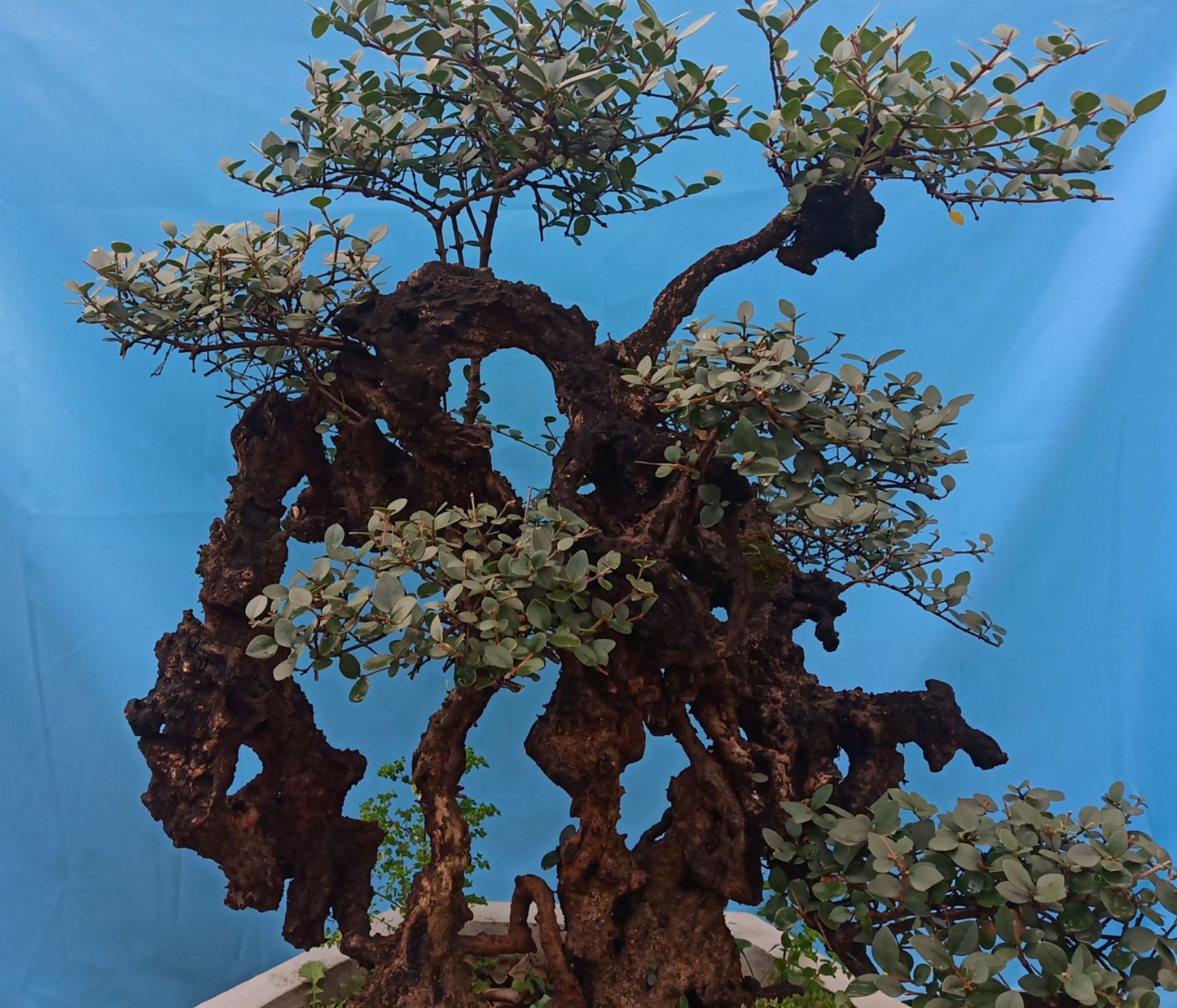  龟甲冬青  成活多年  低价出手  盆景  盆栽