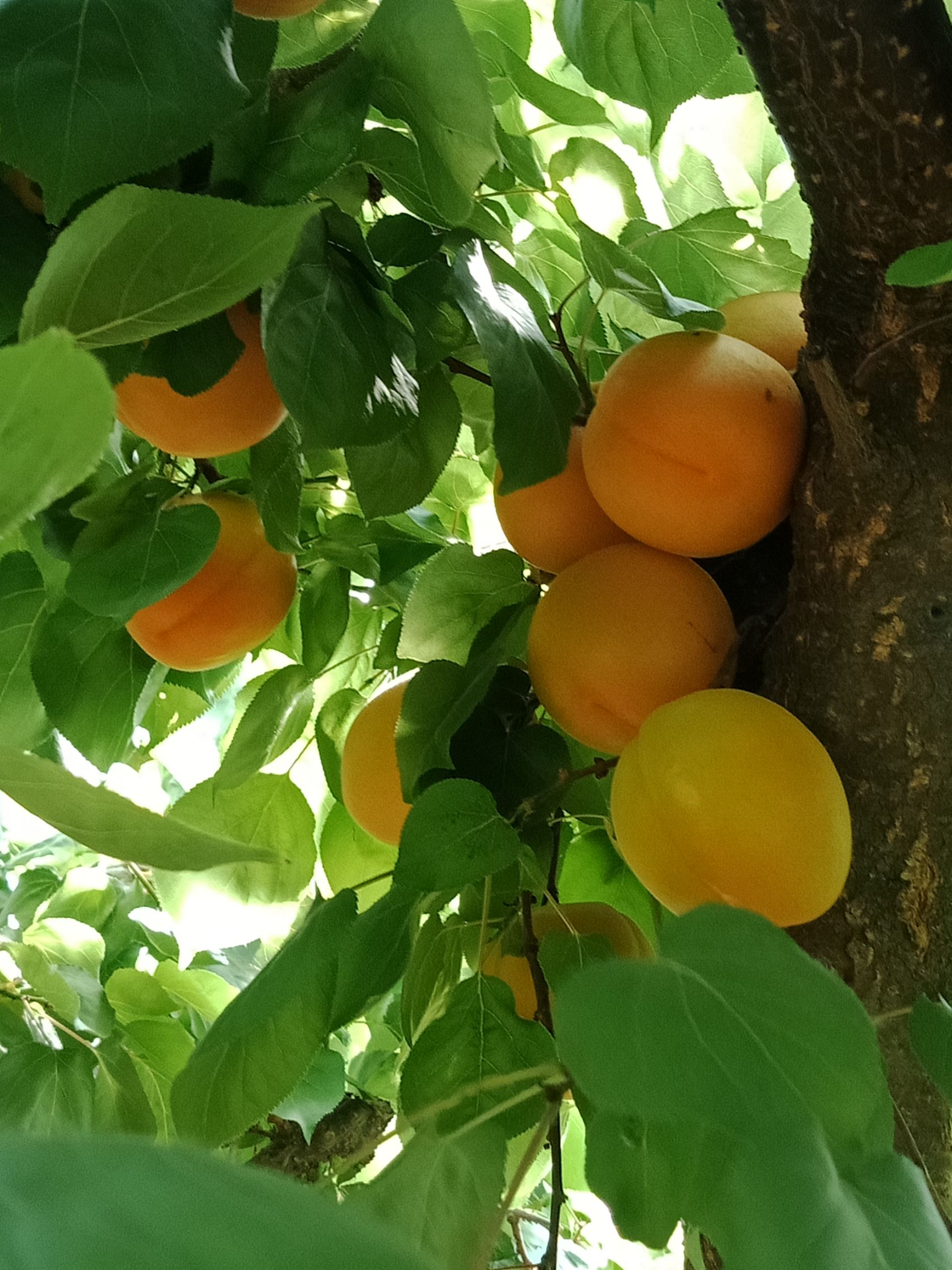 金太阳杏 口感酸甜，个大