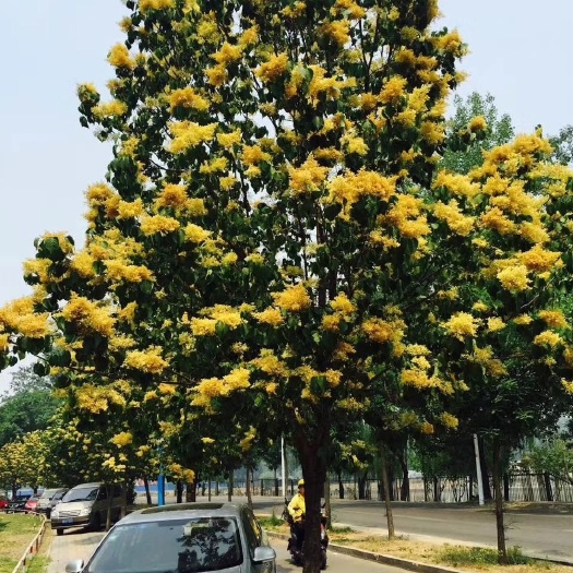 安丘市金园丁香 黄丁香 北京丁香 丁香 黄花丁香