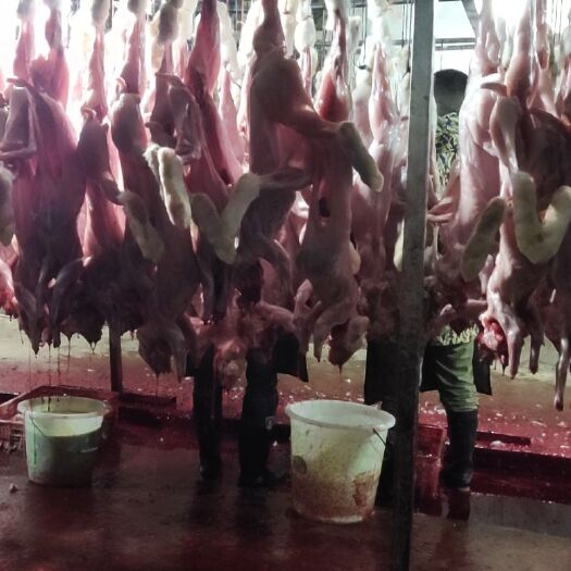 成都兔肉类 养殖场直供 现杀 鲜兔批发13