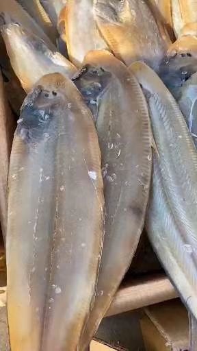 滨州鳎目鱼，腌制咸鱼，