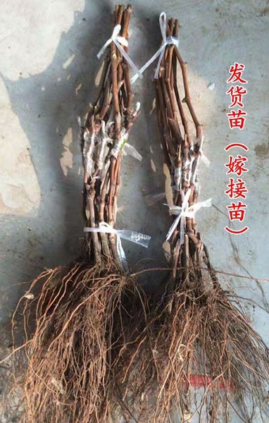  红提葡萄苗巨峰夏黑蓝宝石玫瑰香阳光玫瑰品种齐全量大优惠