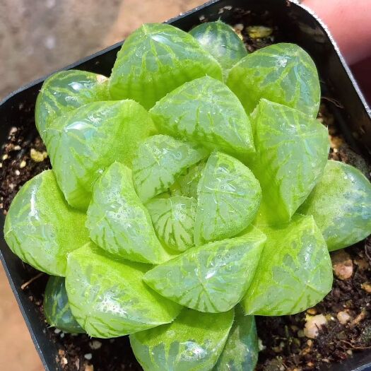 青州市 🇨🇳🇨🇳6.5盆苏州玉露30起3