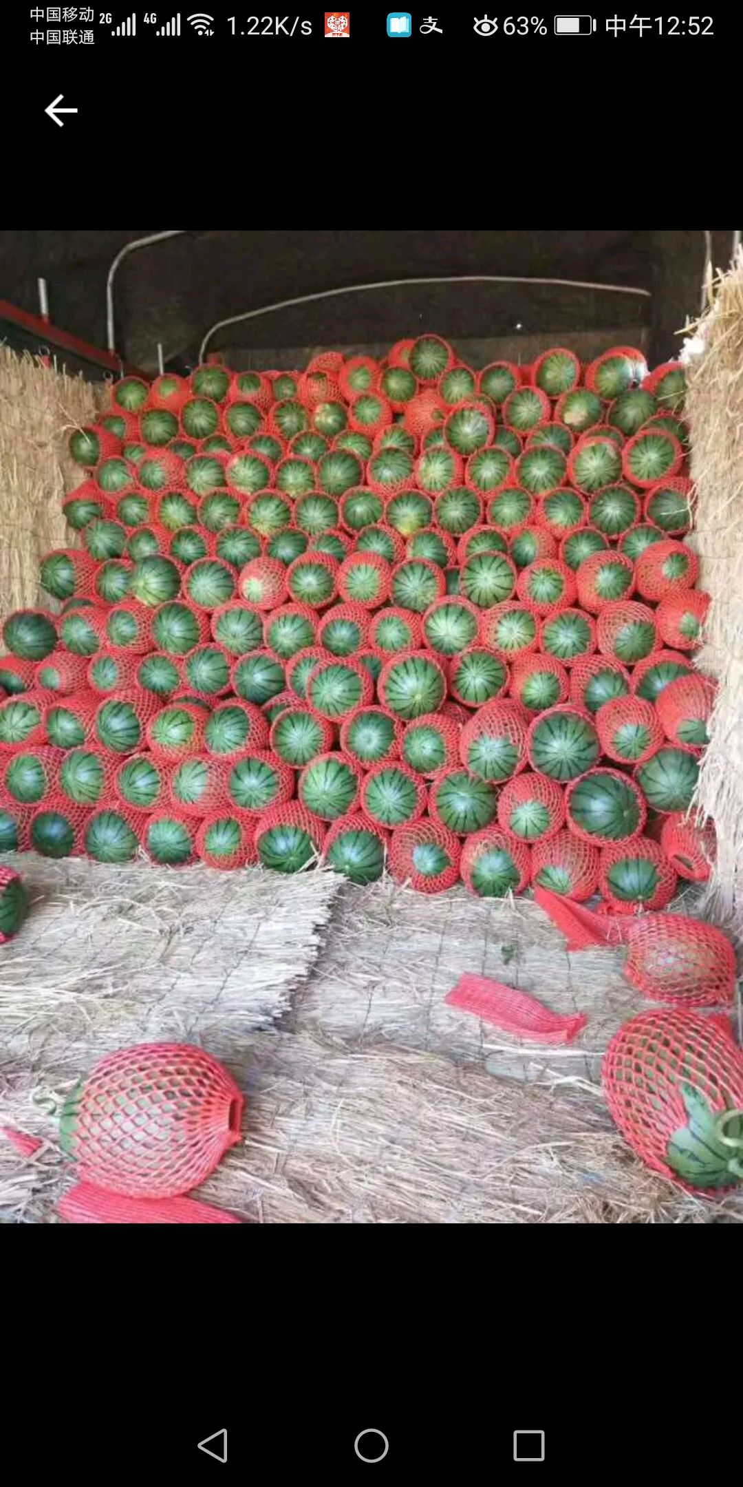  早春红玉2k西瓜水果新鲜现摘现发包邮