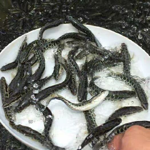 临沧乌鱼苗  万合水产养殖有限公司