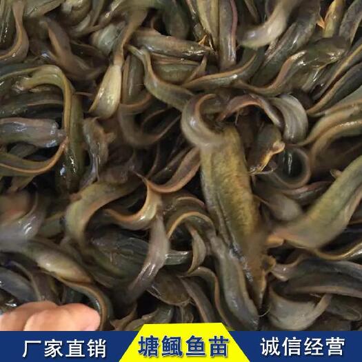 佛山三黄塘鲺苗，塘角鱼苗