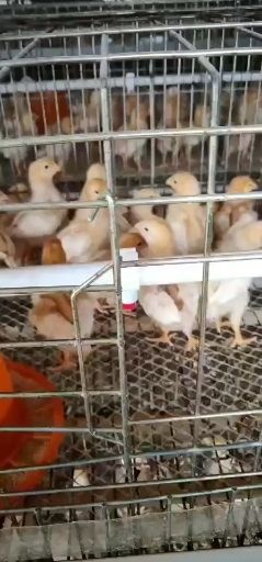 鹤壁铁脚麻鸡苗 母