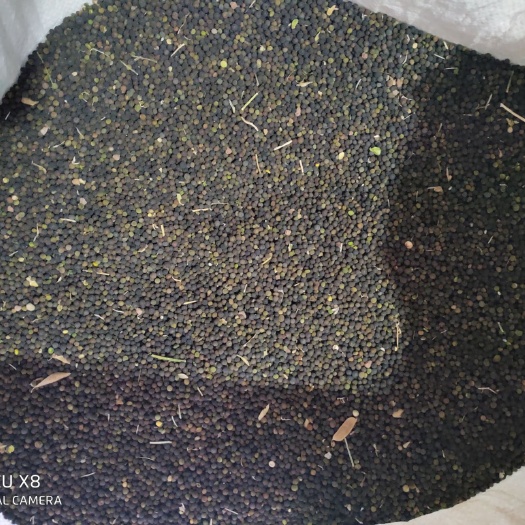 威宁县 大量供应苕子种子