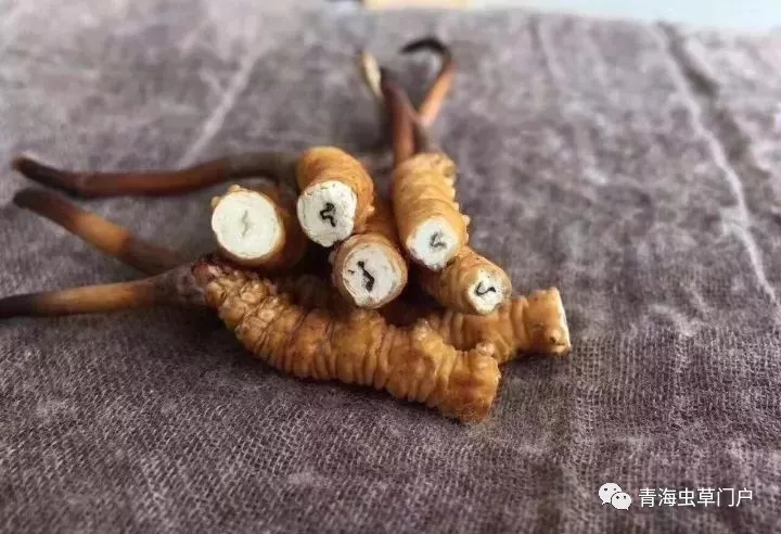 西宁 精品冬虫夏草   优质断草   全国顺丰包邮