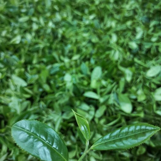 和平县高山绿茶  纯手工夏茶